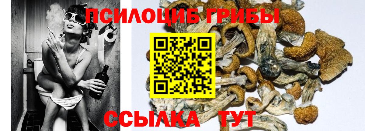 Галлюциногенные грибы Psilocybine cubensis  Вход с VPN  Чусовой 